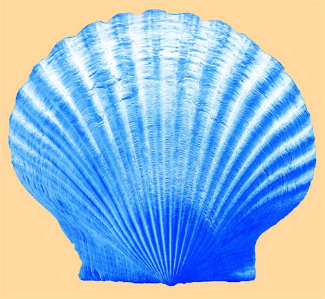 Sea Shell Blue On Sand Photograph By Wazgriffin Digital Fine Art America