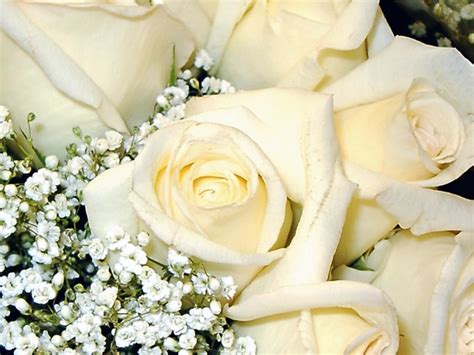 White Roses Flowers Photo 25785317 Fanpop
