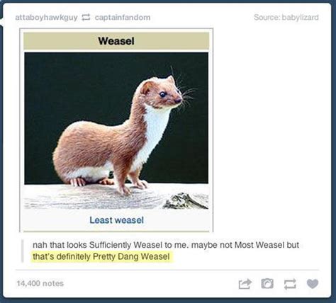 Least Weasel Tumblr Know Your Meme