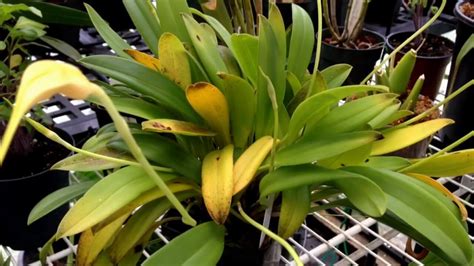 Why Are Cymbidium Orchid Leaves Yellowing Prevention Tips
