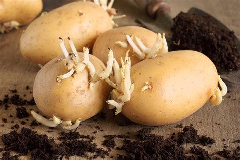What Are Seed Potatoes And How To Use Them In The Garden