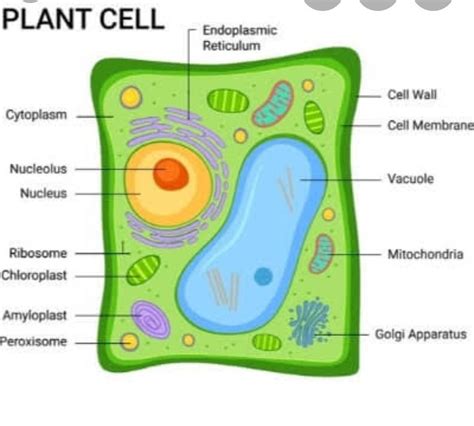 Draw A Neat Labeled Diagram Of Plant Cell Draw A Welllabelled Diagram