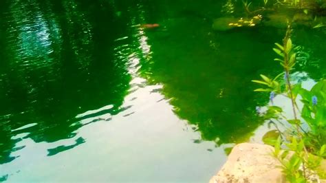 A natural koi pond design how big should a koi pond be? The big koi pond - YouTube