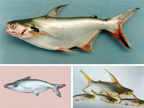 Info Spesies Kenali Keluarga Ikan Patin Umpan