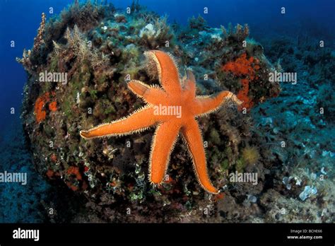 Seven Armed Sea Star Luidia Ciliaris Hi Res Stock Photography And