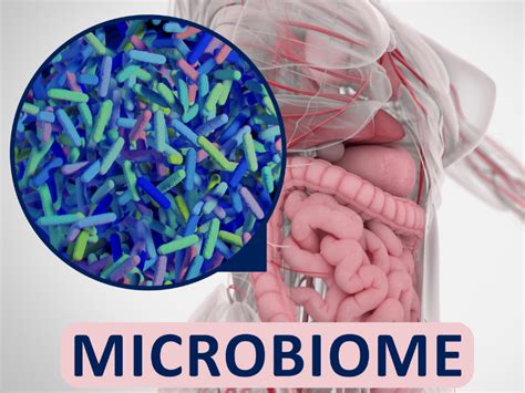 The Future Of Our Health The Human Gut Microbiome The Nutrition