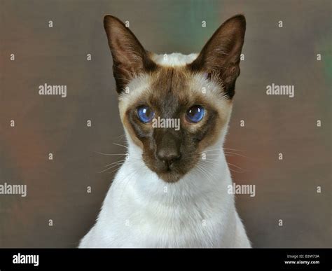 Siamese Cat On Brown Background Ears Up Facing Studio Set 43367 Cat