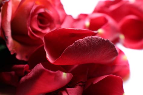 Kostenlose Foto Blume Blütenblatt Liebe Rot Romantisch Rosa