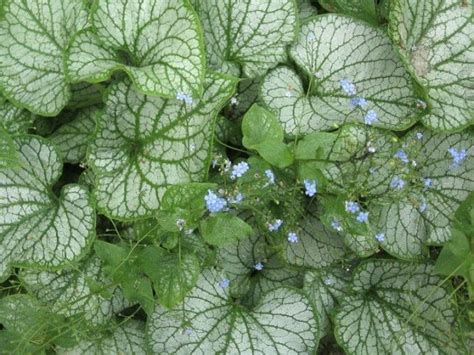 Brunnera Macrophylla Jack Frost How To Planting And Caring Gardens