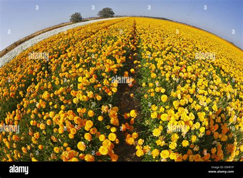 Bright Spring Flower Fields Stock Photo Alamy