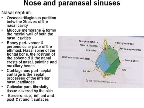 Nose And Paranasal Sinuses Nose Introduction External Nose