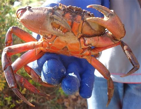 What Are Green Crabs — Kennebec Estuary Land Trust