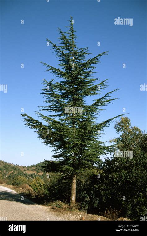 Cedar Of Lebanon Lebanon Cedar Cedrus Libani Cedrus Libanotica