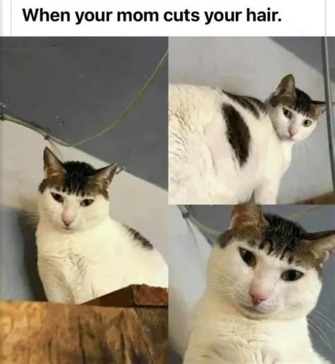 Top 173 Funny Memes On Hair Styles Polarrunningexpeditions