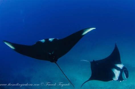 All About Giant Oceanic Manta Rays Padi Course Director Cyprus