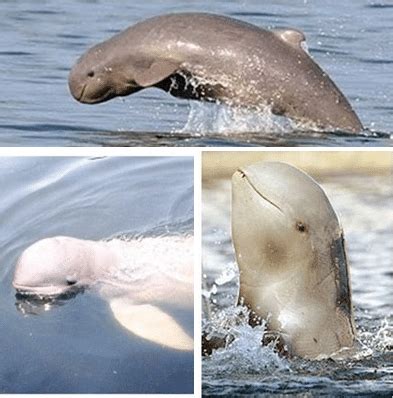 Biarkan mereka memilih ikan lumba lumba yang mereka sukai untuk memulai petualangan bersama. Pesut Mahakam, Lumba Lumba Air Tawar yang Dapat ditemukan ...