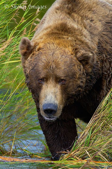 Grizzly Bear Photo Tour Brown Bear Photo Workshop Alaska Bears