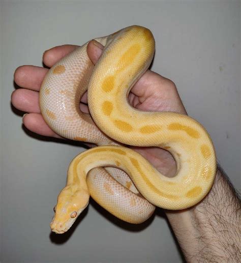 Albino Green Burmese Python By Snakes Anonymous Morphmarket