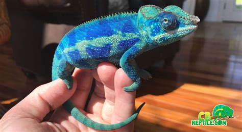 Ambanja Panther Chameleon For Sale Online Blue Chameleons