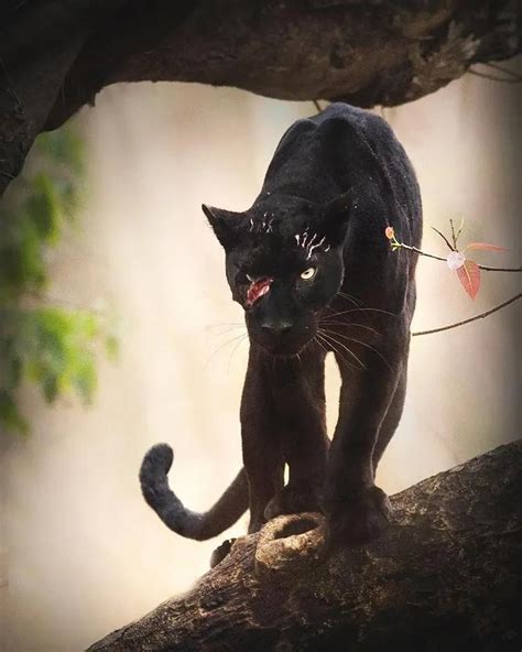 Psbattle A Black Panther With An Injured Eye Rengarmains