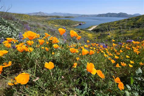 Californias Poppy And Wild Flower Super Bloom In Pictures Wild