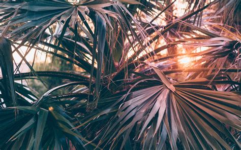 Download Wallpaper 3840x2400 Palm Trees Leaves Branches Rays