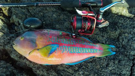 Caught An Extremely Vibrant Hawaiian Fish Mildlyinteresting