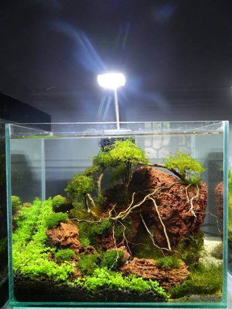 This will stop them withering whilst you work on the rest of the tank. Jual Aquascape di lapak ADS Shop Aquarium go_bye