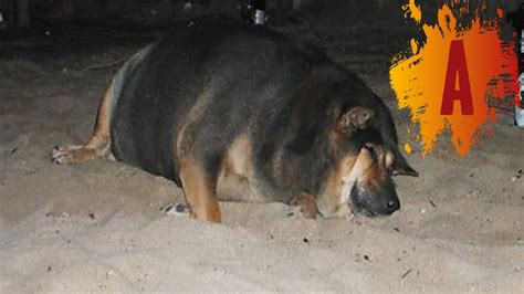 10 Fattest Dogs In The World Youtube
