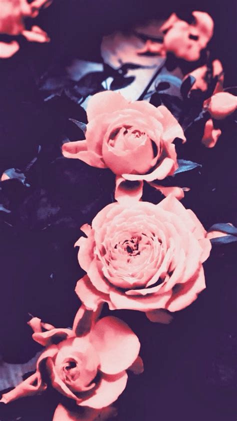 Retro Pink Roses Iphone 6 6 Plus And Iphone 54 Wallpapers