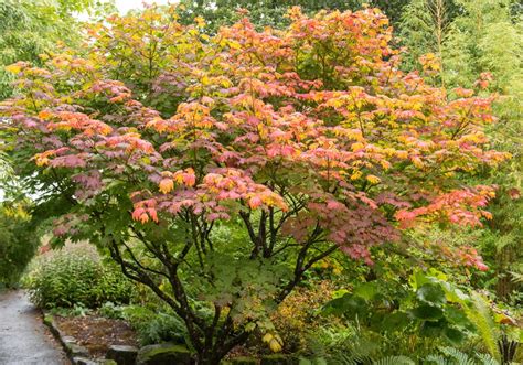 Types Of Japanese Maples Compare Acer Species Garden Design