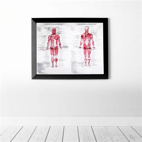 Buy Muscle System Posters Anatomy Chart Human Body Educational Home Decor Silk Cloth At