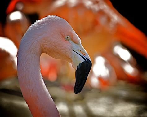 Flamingo Symbolism, Dreams, and Messages | Spirit Animal Totems