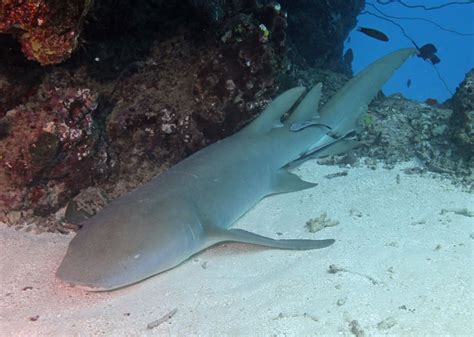 Sharks Of The Great Barrier Reef Kslofliving Oceans Foundation