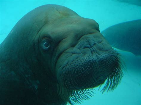Walrus Lives In Indianapolis Zoo Terriblevolk Flickr