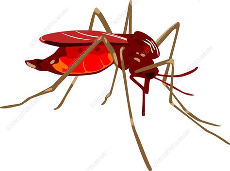 Mosquito Illustration Stock Image C0048691 Science Photo Library