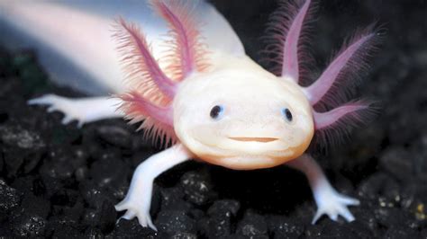 Der Axolotl Ist Vom Aussterben Bedroht Kurierat