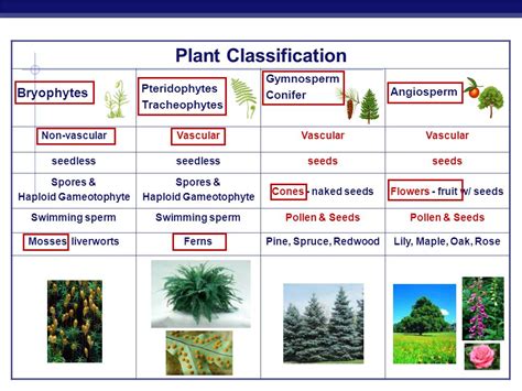 Biology Plant Classification Riset