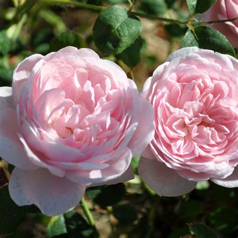 Light Pink Rose Bush Rose English Roses Amazing Flowers