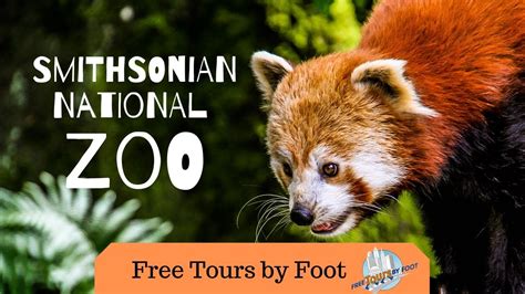 Take A National Zoo Washington Dc Tour Youtube