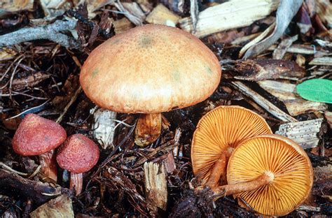 California Fungi Gymnopilus Luteofolius