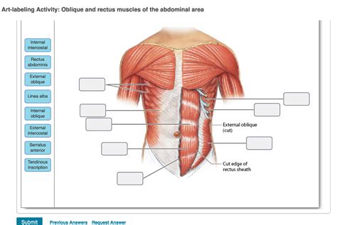 Solved Art Labeling Activity Oblique And Rectus Muscles Of Chegg Com