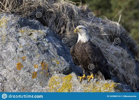 American Bald Eagle Haliaeetus Leucocephalus In The Kachemak Bay Area