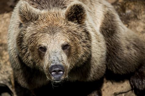 Brown Bear Mauls Alaska Hunter Before Father Shoots At It