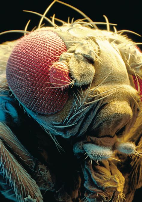 The Evolution Of Fruit Fly Biology The Lancet