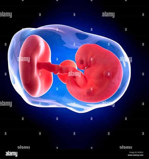 Embryo At 6 Weeks Hi Res Stock Photography And Images Alamy