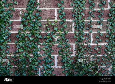 Green Ivy Climbing A Brown Brick Wall Stock Photo Alamy