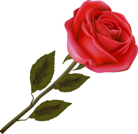 Роза Цветок Картинка На Прозрачном Telegraph