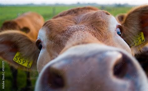 Funny Cow Stock Photo Adobe Stock