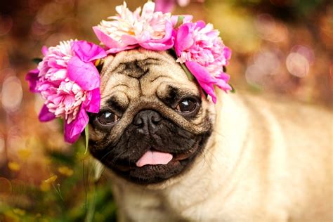 A Happy Pug Puppy Dog In The Colors Of Peonies Pug At A Party At A